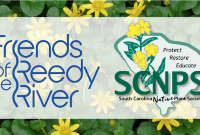 Learn More About Fig Buttercup!