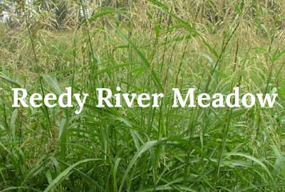 New Community Centerpiece: Reedy River Meadow