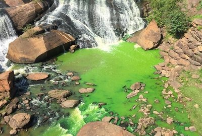 Reedy River Turns Bright Green