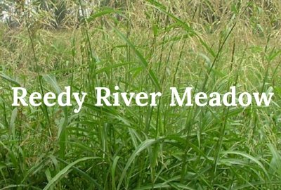 New Community Centerpiece: Reedy River Meadow