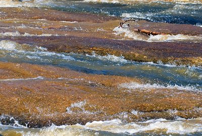 DHEC, Clemson announce SC Adopt a Stream Program